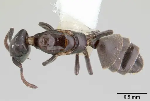 Tapinoma schultzei specimen CASENT0178245 image casent0178245_1