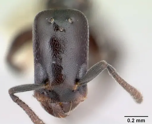 Tapinoma schultzei specimen CASENT0178245 image casent0178245_2