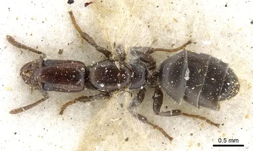 Tapinoma schultzei specimen CASENT0903064 image casent0903064_1