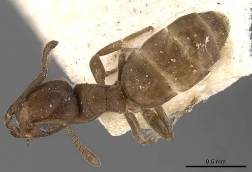Tapinoma schultzei specimen CASENT0909809 image casent0909809_1