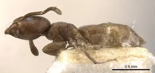 Tapinoma schultzei specimen CASENT0909809 image casent0909809_3