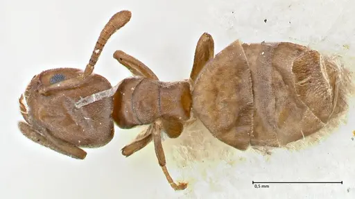 Tapinoma schultzei specimen FOCOL2859-1 image focol2859-1_1