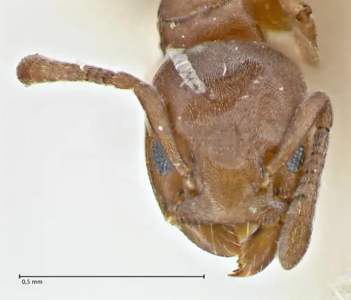Tapinoma schultzei specimen FOCOL2859-1 image focol2859-1_2