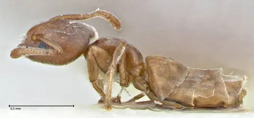 Tapinoma schultzei specimen FOCOL2859-1 image focol2859-1_3