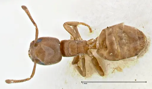 Tapinoma schultzei specimen FOCOL2859-2 image focol2859-2_1