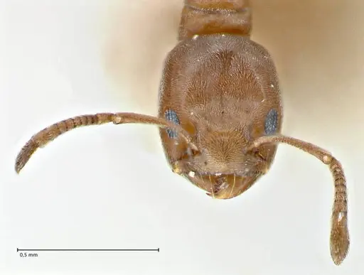 Tapinoma schultzei specimen FOCOL2859-2 image focol2859-2_2