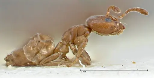 Tapinoma schultzei specimen FOCOL2859-2 image focol2859-2_3