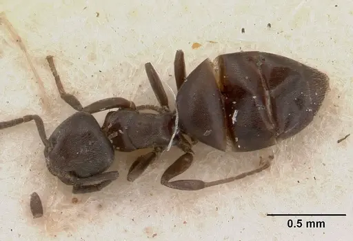 Tapinoma schultzei specimen SAM-HYM-C004779 image sam-hym-c004779_1