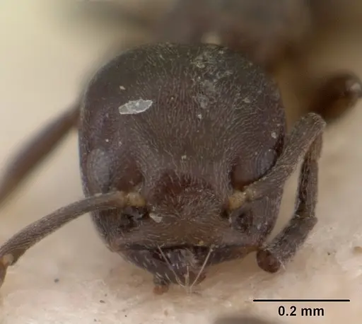 Tapinoma schultzei specimen SAM-HYM-C004779 image sam-hym-c004779_3