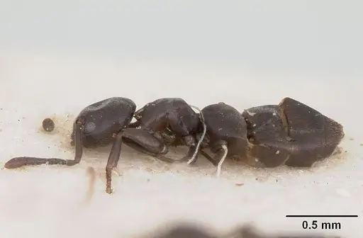 Tapinoma schultzei specimen SAM-HYM-C004779 image sam-hym-c004779_4