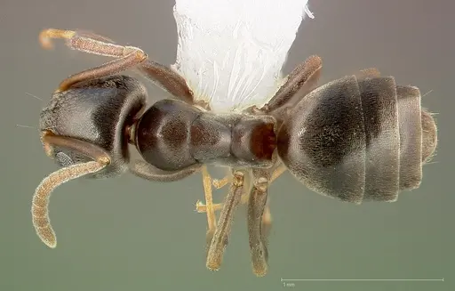 Tapinoma sessile specimen CASENT0005329 image casent0005329_1