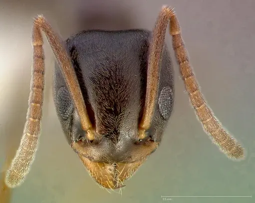 Tapinoma sessile specimen CASENT0005329 image casent0005329_2