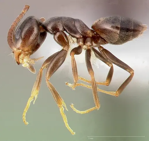 Tapinoma sessile specimen CASENT0005329 image casent0005329_3