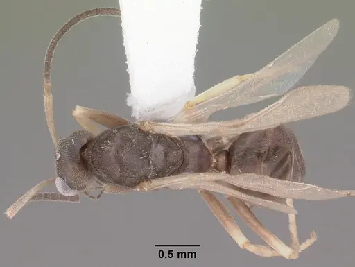 Tapinoma sessile specimen CASENT0104534 image casent0104534_1
