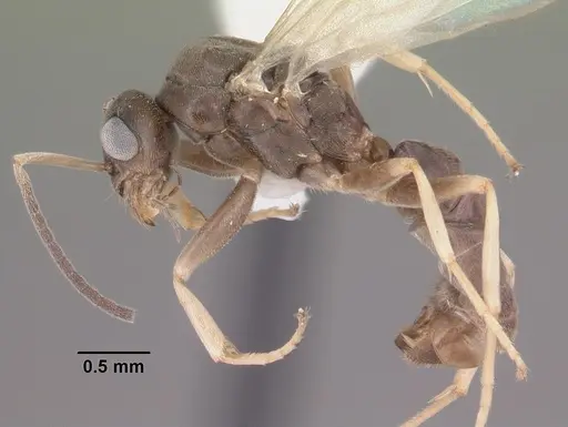 Tapinoma sessile specimen CASENT0104534 image casent0104534_3