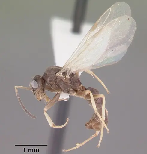 Tapinoma sessile specimen CASENT0104534 image casent0104534_4