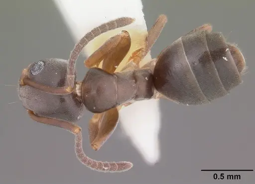 Tapinoma sessile specimen CASENT0104535 image casent0104535_1