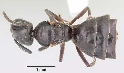 Tapinoma sessile specimen CASENT0104849 image casent0104849_1