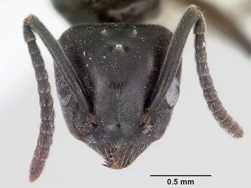 Tapinoma sessile specimen CASENT0104849 image casent0104849_2