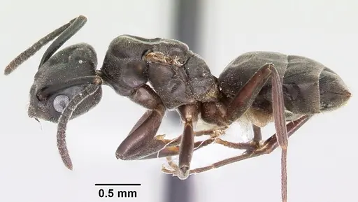 Tapinoma sessile specimen CASENT0104849 image casent0104849_3