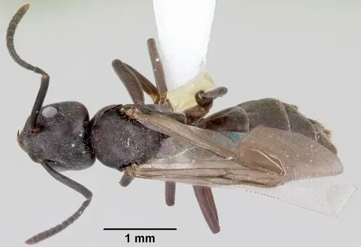 Tapinoma sessile specimen CASENT0104850 image casent0104850_1