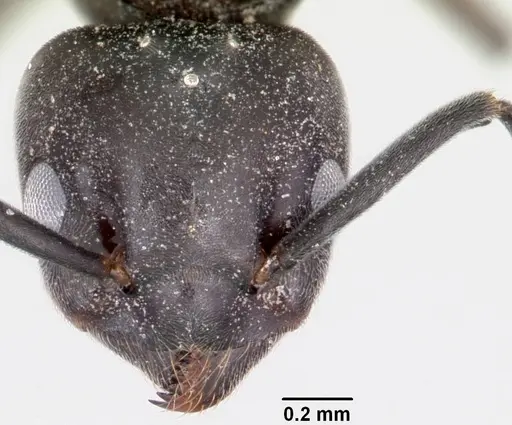 Tapinoma sessile specimen CASENT0104850 image casent0104850_2