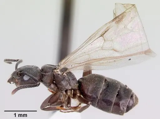 Tapinoma sessile specimen CASENT0104850 image casent0104850_3