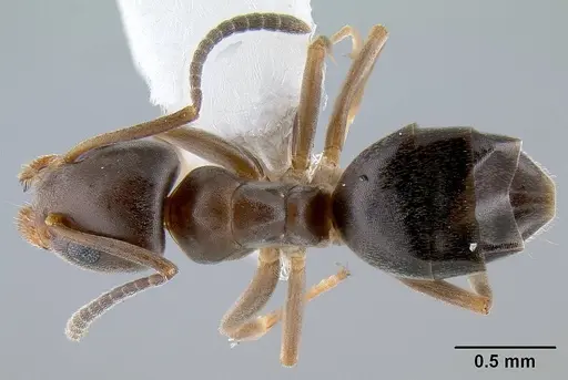 Tapinoma sessile specimen CASENT0106028 image casent0106028_1
