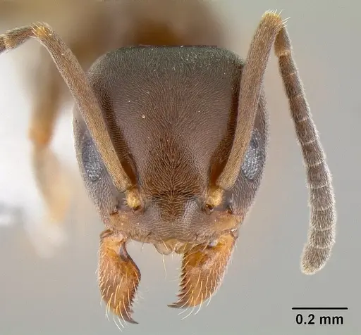 Tapinoma sessile specimen CASENT0106028 image casent0106028_2