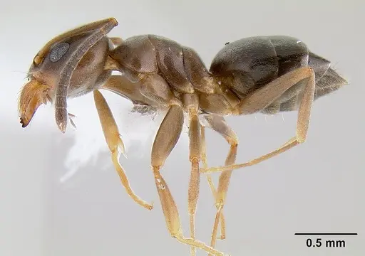 Tapinoma sessile specimen CASENT0106028 image casent0106028_3