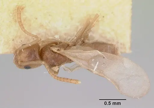 Tapinoma sessile specimen CASENT0172856 image casent0172856_1