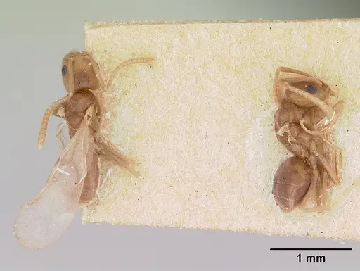 Tapinoma sessile specimen CASENT0172856 image casent0172856_2