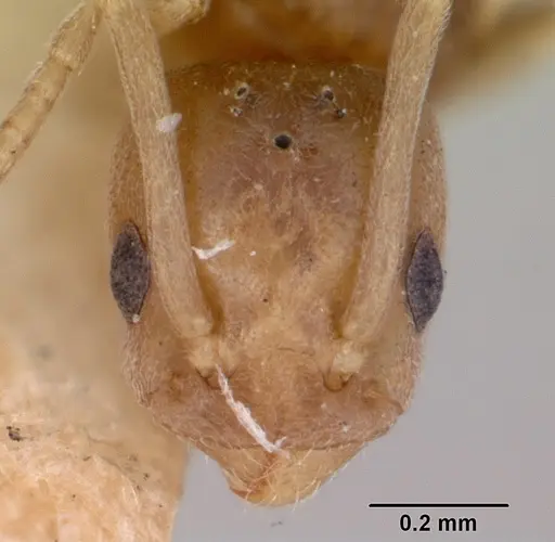 Tapinoma sessile specimen CASENT0172856 image casent0172856_3