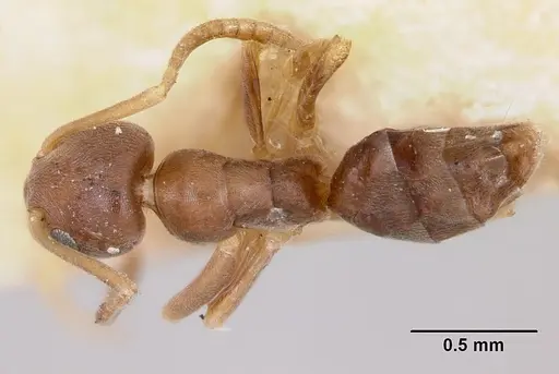 Tapinoma sessile specimen CASENT0172857 image casent0172857_1