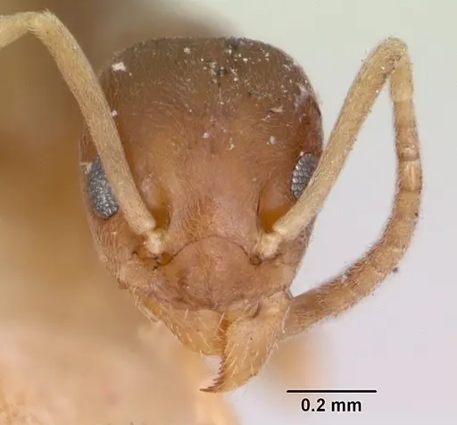 Tapinoma sessile specimen CASENT0172857 image casent0172857_2