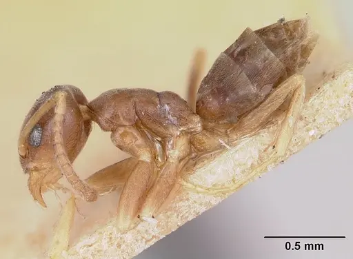 Tapinoma sessile specimen CASENT0172857 image casent0172857_3