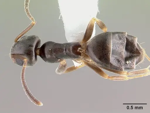 Tapinoma sessile specimen CASENT0179855 image casent0179855_1