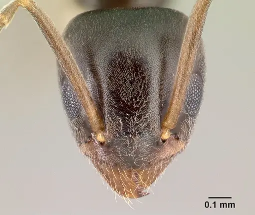 Tapinoma sessile specimen CASENT0179855 image casent0179855_2
