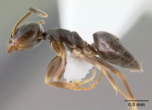 Tapinoma sessile specimen CASENT0179855 image casent0179855_3