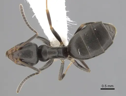 Tapinoma sessile specimen CASENT0249770 image casent0249770_1