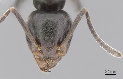 Tapinoma sessile specimen CASENT0249770 image casent0249770_2