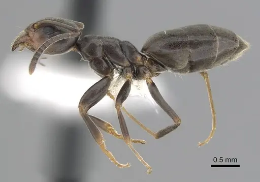 Tapinoma sessile specimen CASENT0249770 image casent0249770_3