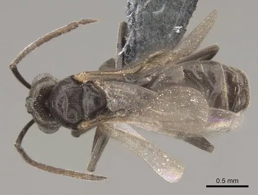 Tapinoma sessile specimen CASENT0724957 image casent0724957_1