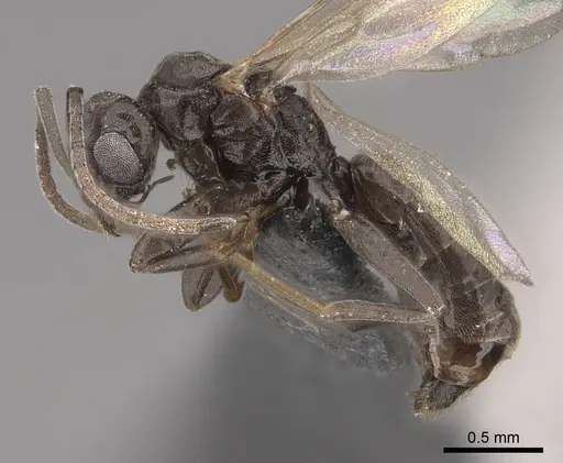 Tapinoma sessile specimen CASENT0724957 image casent0724957_3
