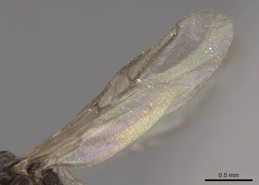 Tapinoma sessile specimen CASENT0724957 image casent0724957_4