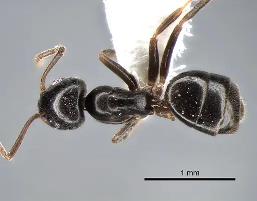 Tapinoma sessile specimen CASENT0882282 image casent0882282_1