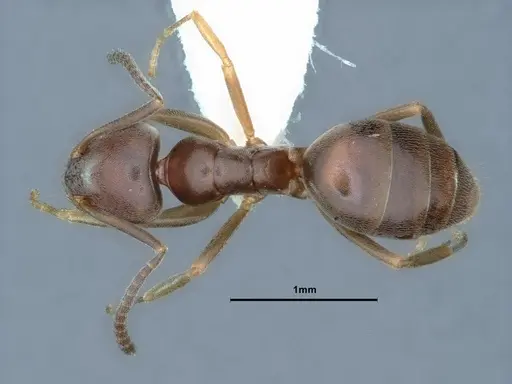 Tapinoma sessile specimen CASENT0883376 image casent0883376_1
