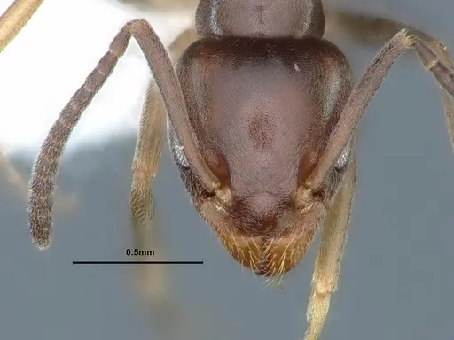 Tapinoma sessile specimen CASENT0883376 image casent0883376_2