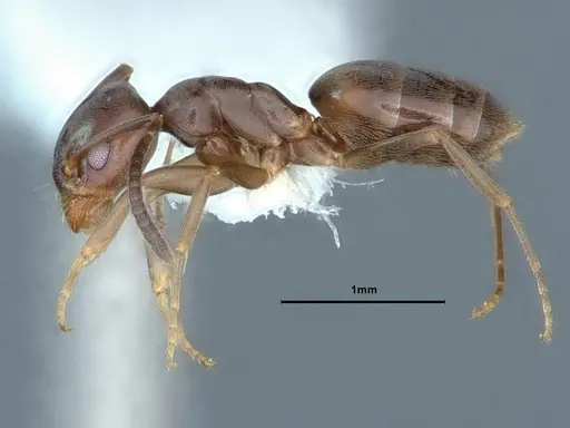 Tapinoma sessile specimen CASENT0883376 image casent0883376_3