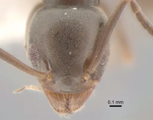 Tapinoma sessile specimen CASENT0886691 image casent0886691_2